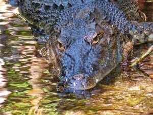 Eye-To-Eye with a Yucatan Croc