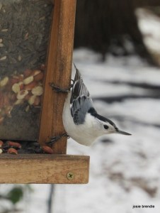 White Breasted Nuthatch