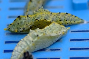Pupa