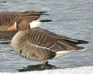 White Fronted Goose
