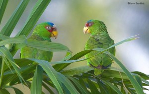 White-fronted Parrots
