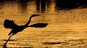 Great Blue Heron in Gold