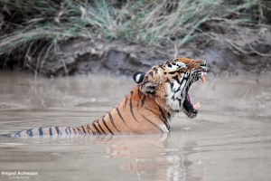 Bengal Tiger Panthera tigris-tiger-panthera-tigris