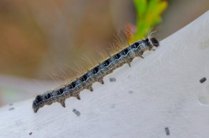 Eastern Tent Caterpillar