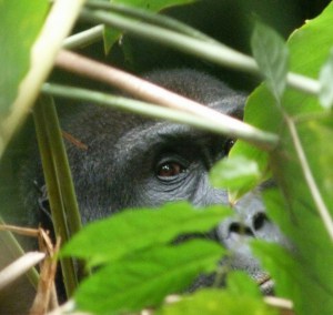 Lowland Gorilla Male 5 Yrs