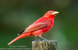 Summer Tanager