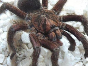 Latin Spider