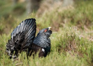Capercaillie Display