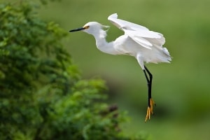 Suspended Egret