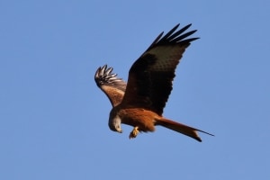 Lunch on the Wing - Red Kite Milvus milvus