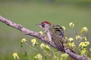 Iberian Green Woodpecker (Picus Sharpei)