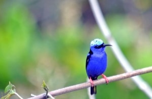Red Legged Honeycreeper