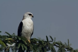 Black-shouldered Kite