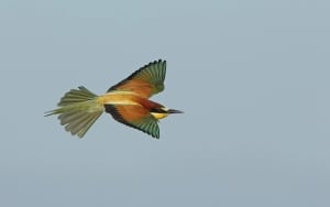 Bee-eater on Flight