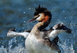 Great Crested Grebe
