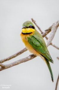 Green  Bee Eater