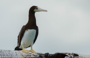 Brown Booby