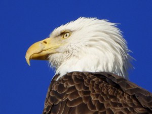 Ready for My Close-up, American Bald Eagle