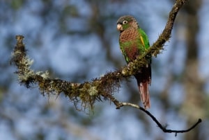 Flame-winged Parakeet