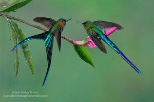 Two Violet-tailed Sylphs