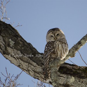Winter Guest - Barred Owl