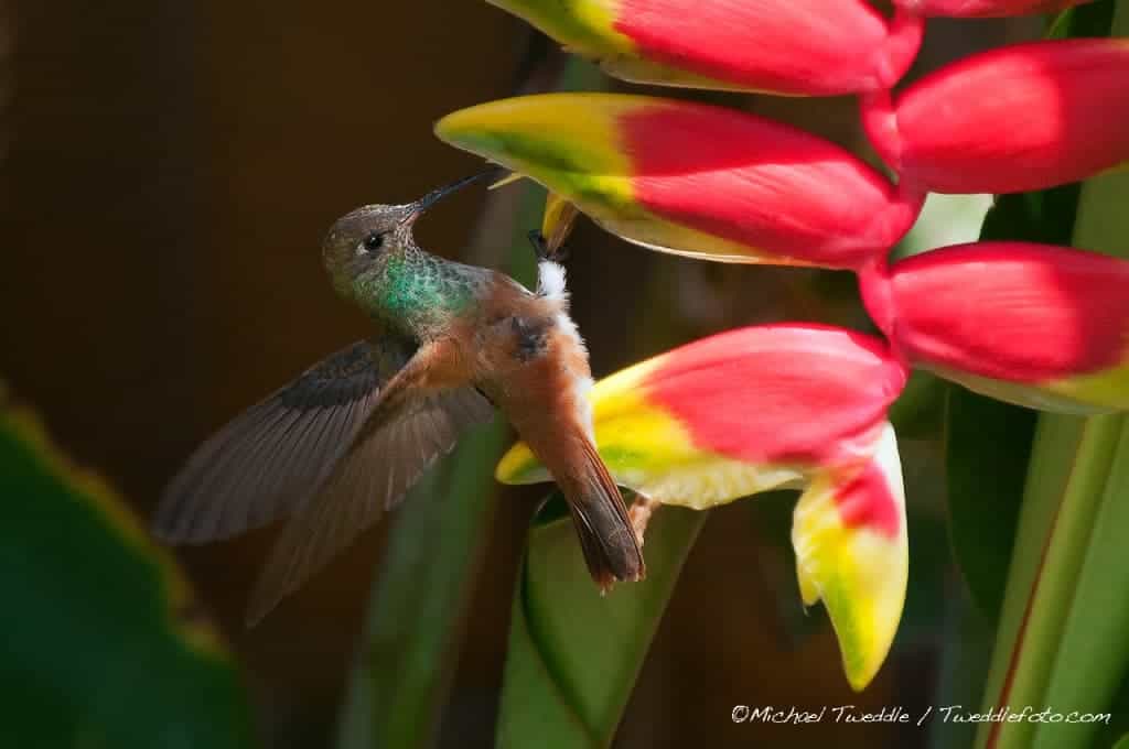 Amazilia Hummingbird