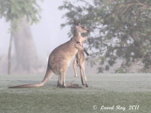Say Yes, Mom. Say Yes - Eastern Grey Kangaroo