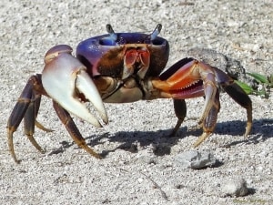 Yucatan Land Crab