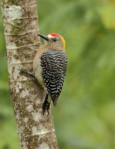 Hoffmann’s Woodpecker