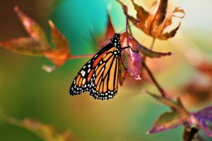 Monarch on a Maple Tree