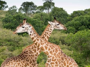 Necking Giraffes