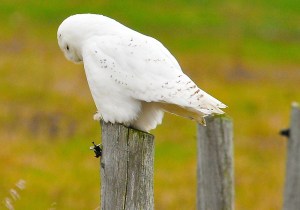 I Think - A Shy and Pensive Snowy Owl