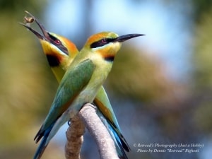 Rainbow Bee-eater  catching the Bee