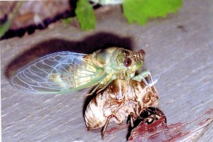 Cicada emerging