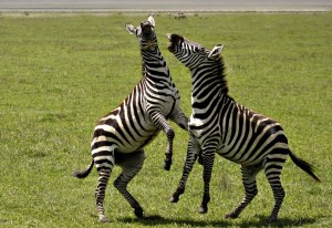 Zebra Confrontation