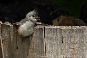 Child Seat - Titmouse fledgling