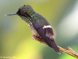 Festive Coquette in a Brazilian Garden