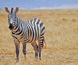 Zebra