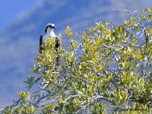 Osprey