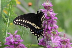 Swallowtail by Drew Foran