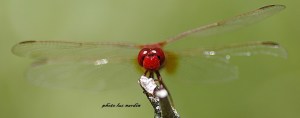 Face-a-Face avec la Libellule Rouge by Luc Nardin