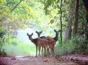 Together by Anurag Swaroop