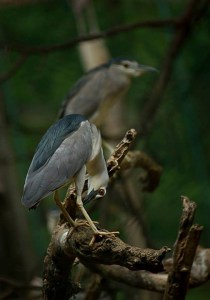 Waiting for the lunch by Johny Vinoth