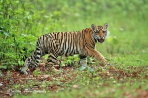 Monsoon Click Tiger Cub by Saravanan Sundaram