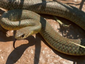 Yellow-bellied Racer by Tim McCarthy