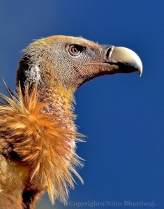 HImalayan Vulture by Nitin Bhardwaj
