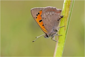 May I fly with you? by Sandra Malz