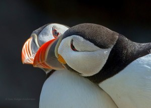 Puffins (Fratercula arctica) in love! by Kai Helge Andersen