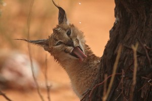 Kgalagadi 2013... a very, very wet one by Anne-Marie