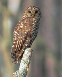 Barred Owl Okefenokee Swamp by Patrick Castleberry